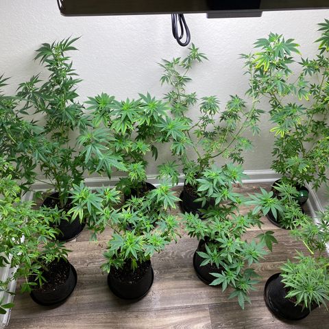 Unknown strain growlog photo: Update 