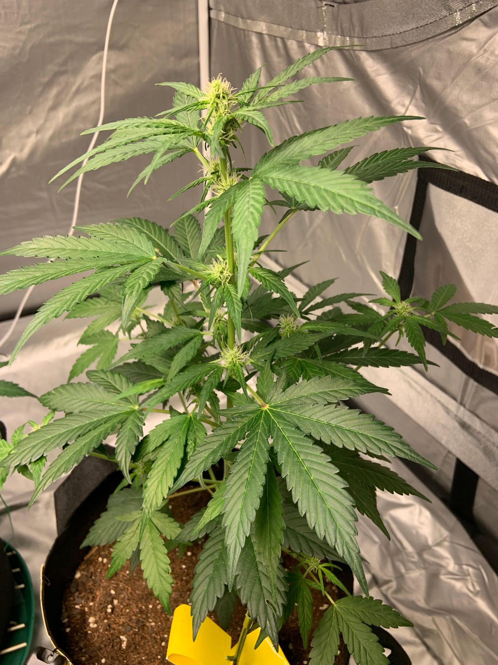 Girls #1 growlog header