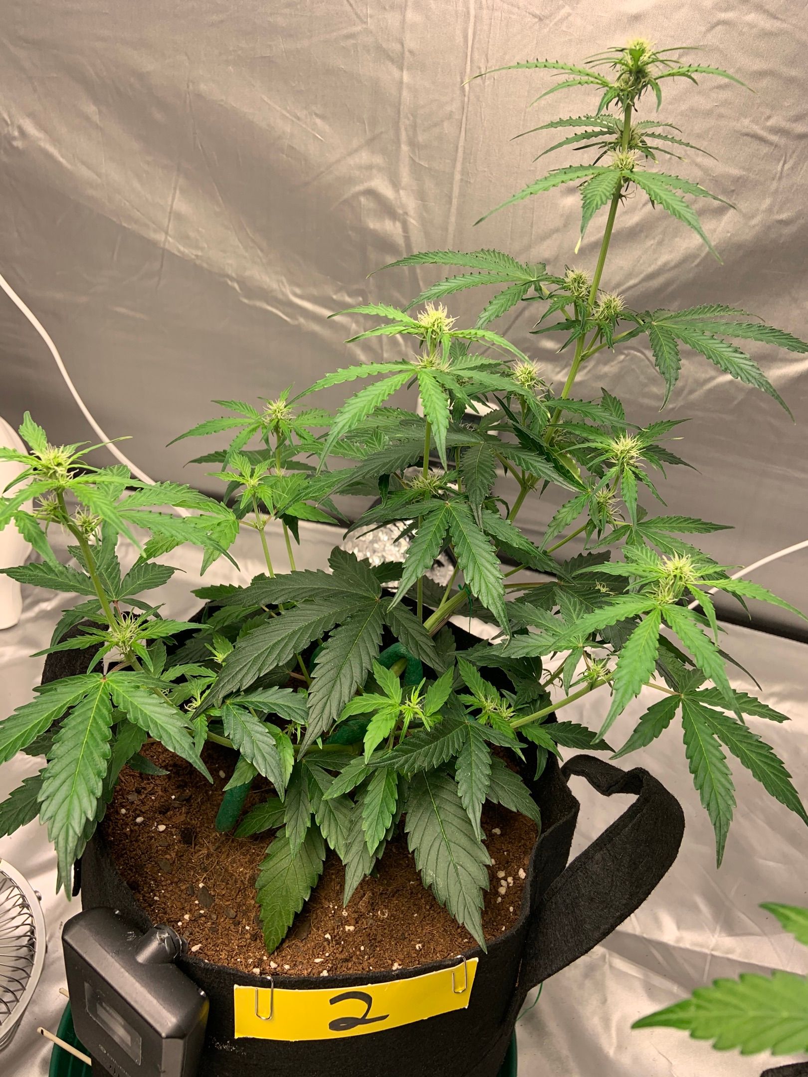 Girls #2 growlog header