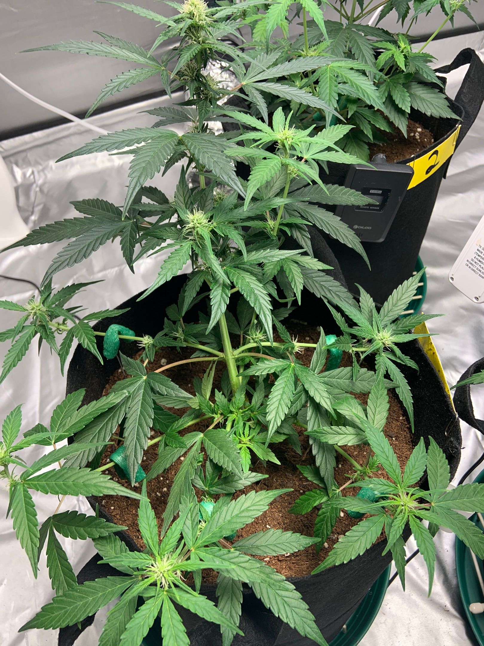 Girls #3 growlog header