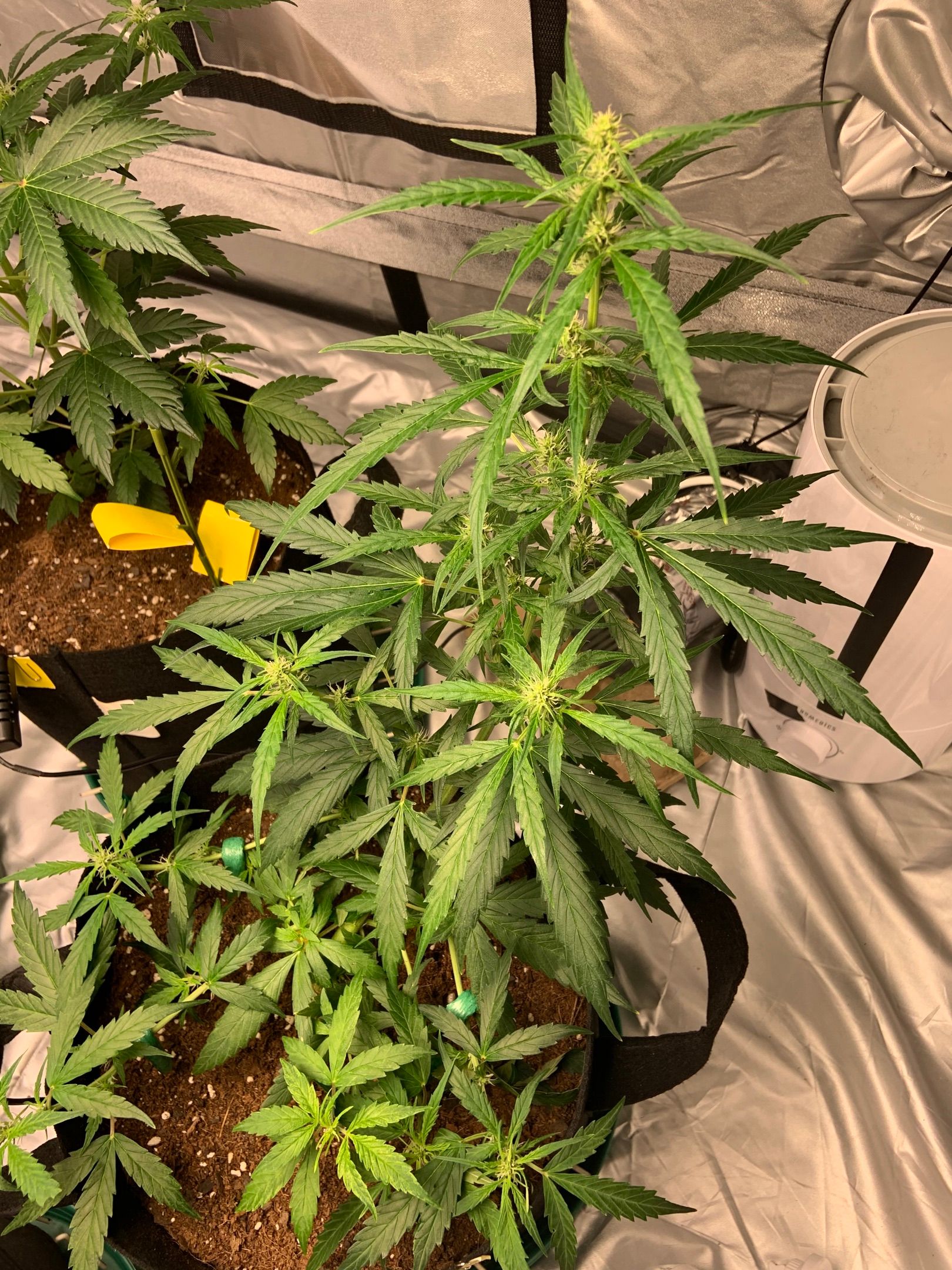 Girls #4 growlog header