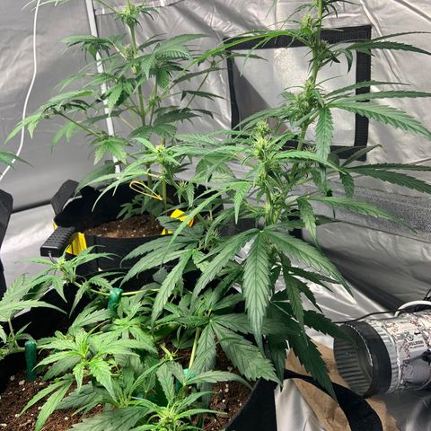 Girls #4 growlog timeline photo