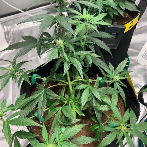 Girls #4 growlog timeline photo