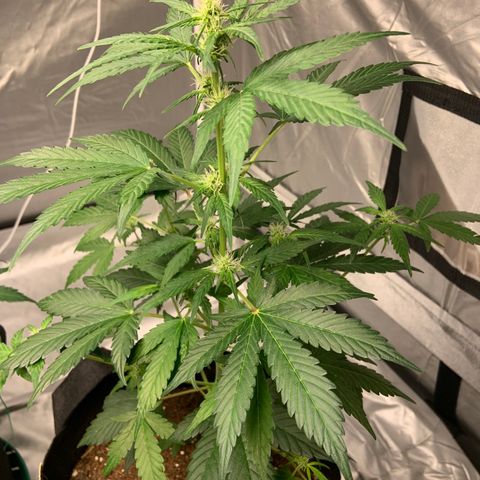 Girls #4 growlog timeline photo
