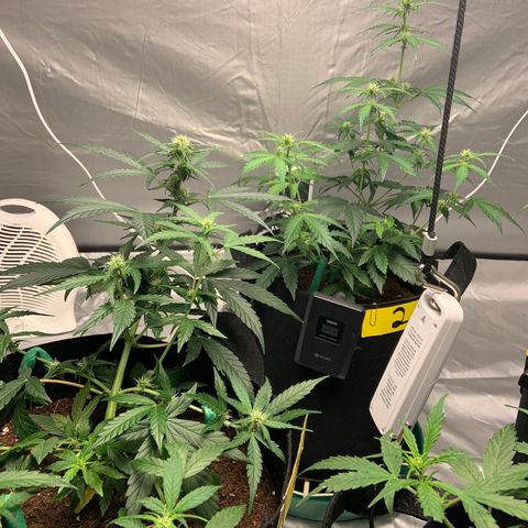 Girls #1 growlog timeline photo