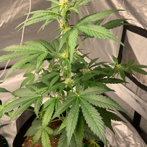 Girls #1 growlog timeline photo