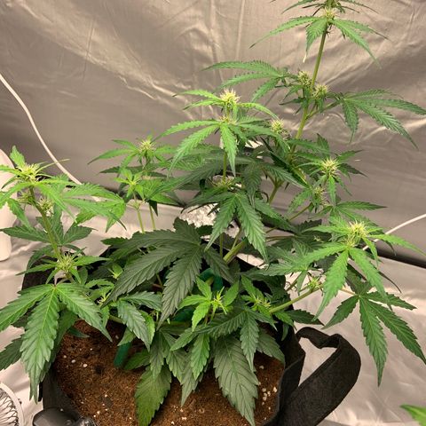 Girls #2 growlog timeline photo