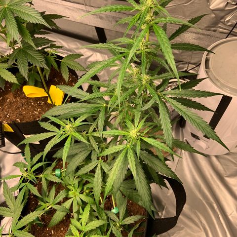 Girls #4 growlog timeline photo