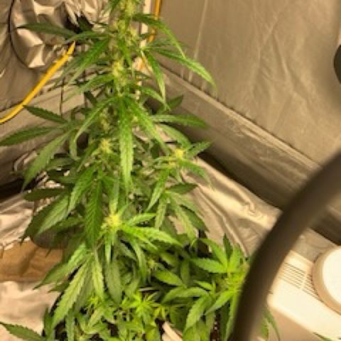 Girls #4 growlog timeline photo