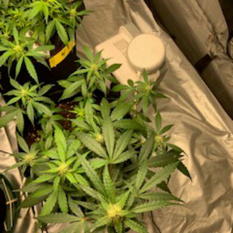 Girls #4 growlog timeline photo