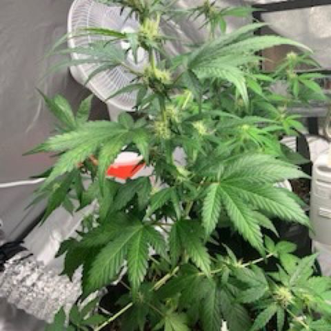 Girls #4 growlog timeline photo