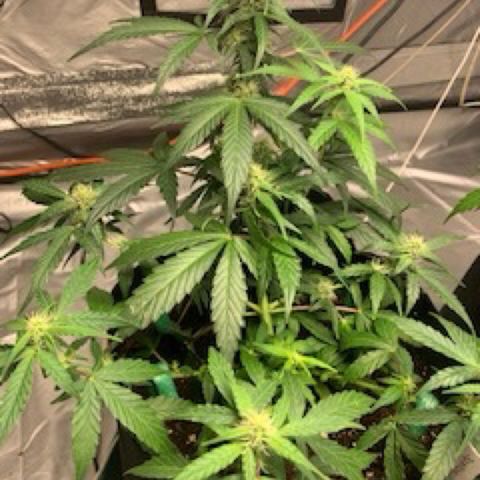 Girls #4 growlog timeline photo