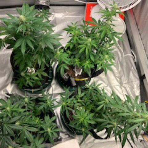 Girls #4 growlog timeline photo