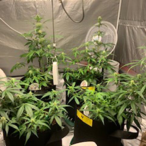 Girls #4 growlog timeline photo