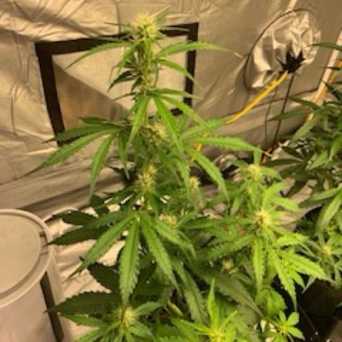 Girls #4 growlog timeline photo