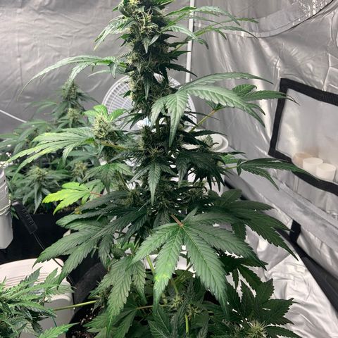Girls #1 growlog photo: 7 weeks from seed,  so about week 4 in flower 