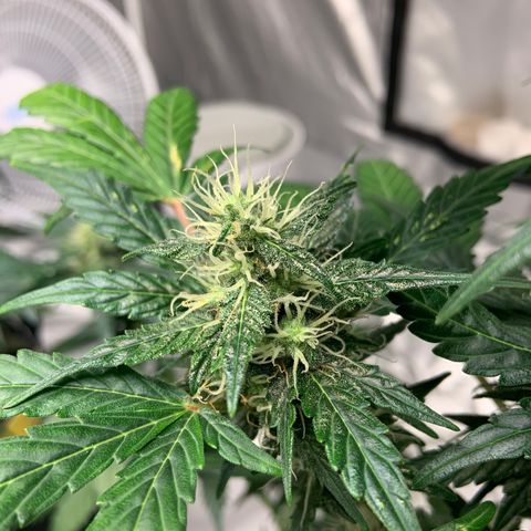 Girls #1 growlog photo: 7 weeks from seed,  so about week 4 in flower 