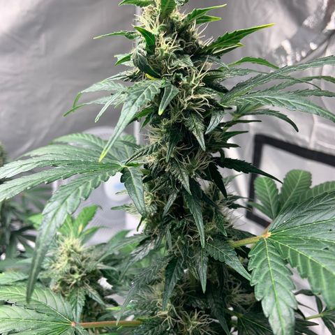 Girls #1 growlog photo: 7 weeks from seed,  so about week 4 in flower 