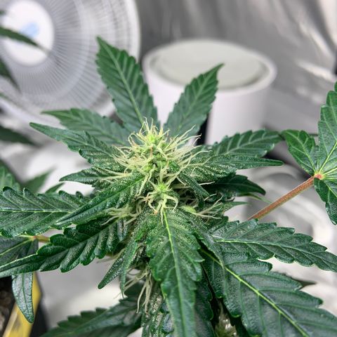 Girls #1 growlog photo: 7 weeks from seed,  so about week 4 in flower 