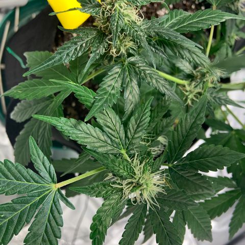 Girls #1 growlog photo: 7 weeks from seed,  so about week 4 in flower 