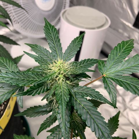 Girls #1 growlog photo: 7 weeks from seed,  so about week 4 in flower 