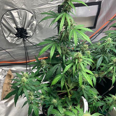 Girls #2 growlog photo: 7 weeks from seed,  so about week 4 in flower 