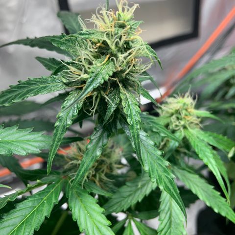 Girls #2 growlog photo: 7 weeks from seed,  so about week 4 in flower 