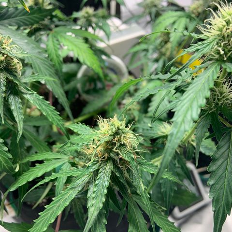 Girls #2 growlog photo: 7 weeks from seed,  so about week 4 in flower 