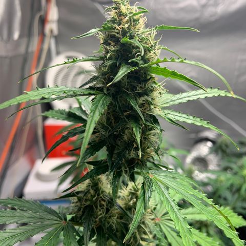 Girls #2 growlog photo: 7 weeks from seed,  so about week 4 in flower 