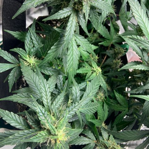 Girls #3 growlog photo: 7 weeks from seed,  so about week 4 in flower 