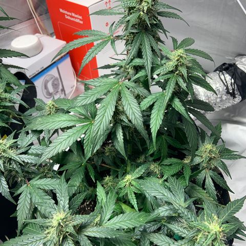 Girls #3 growlog photo: 7 weeks from seed,  so about week 4 in flower 