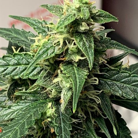 Girls #3 growlog photo: 7 weeks from seed,  so about week 4 in flower 