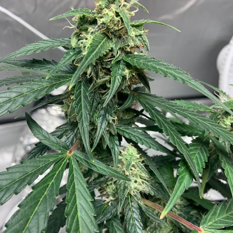 Girls #3 growlog photo: 7 weeks from seed,  so about week 4 in flower 