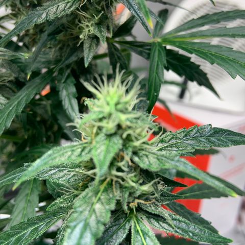 Girls #4 growlog photo: 7 weeks from seed,  so about week 4 in flower 