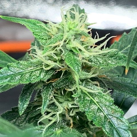 Girls #4 growlog photo: 7 weeks from seed,  so about week 4 in flower 