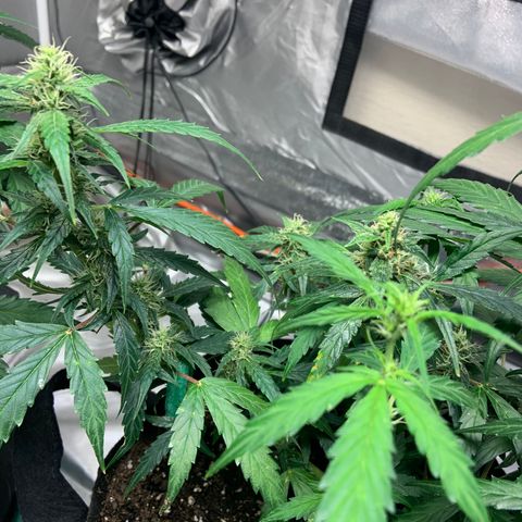 Girls #4 growlog photo: 7 weeks from seed,  so about week 4 in flower 