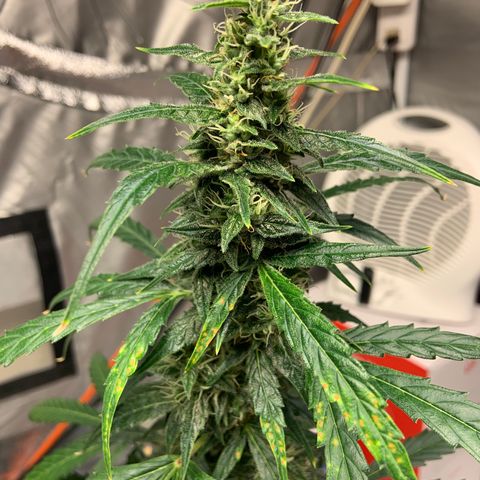 Girls #4 growlog photo: 7 weeks from seed,  so about week 4 in flower 
