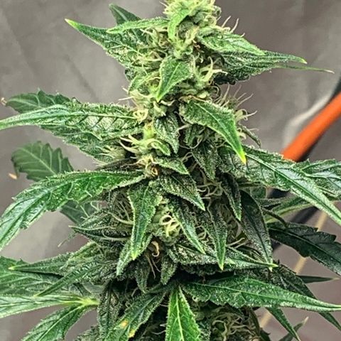 Girls #4 growlog photo: 7 weeks from seed,  so about week 4 in flower 