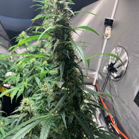 Girls #4 growlog photo: 7 weeks from seed,  so about week 4 in flower 