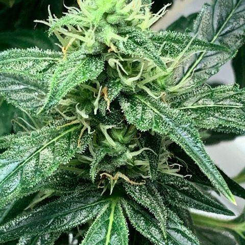 Girls #4 growlog photo: 7 weeks from seed,  so about week 4 in flower 