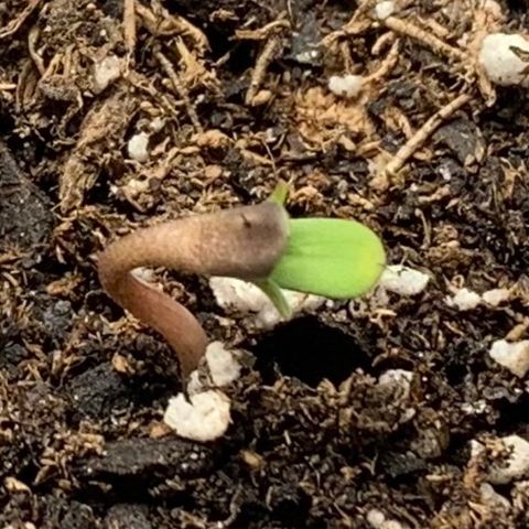 Girls #4 growlog photo