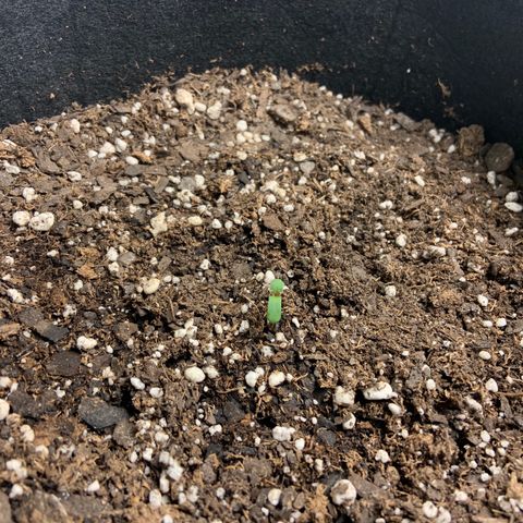 Girls #4 growlog photo