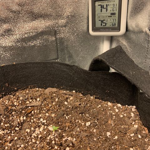Girls #4 growlog photo