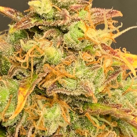 Girls #4 growlog photo: They are about a week or 2 to be harvest 