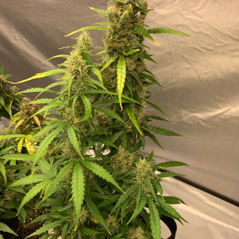 Girls #4 growlog photo: They are about a week or 2 to be harvest 