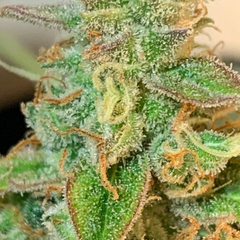 Girls #4 growlog photo: They are about a week or 2 to be harvest 