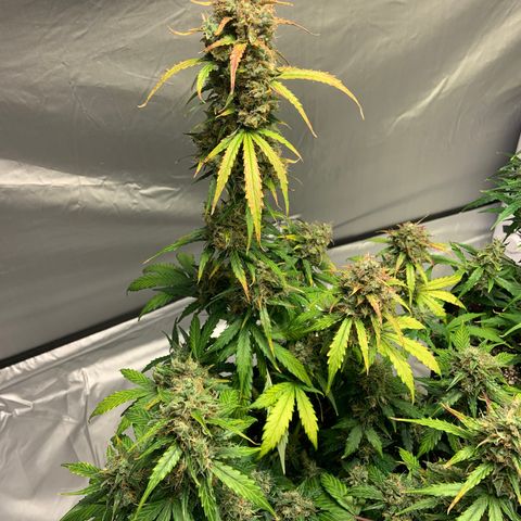 Girls #4 growlog photo: They are about a week or 2 to be harvest 