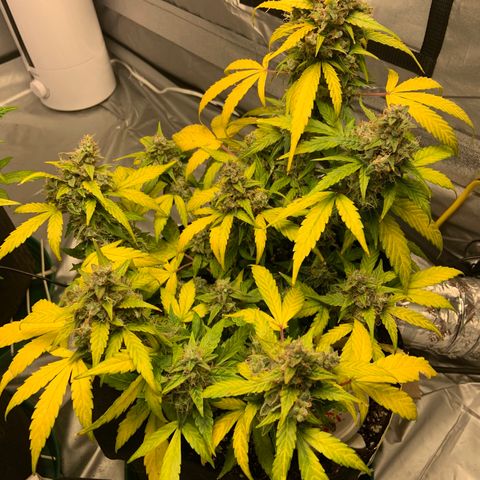 Girls #4 growlog photo: They are about a week or 2 to be harvest 