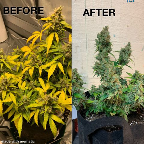 Girls #4 growlog photo: They are about a week or 2 to be harvest 