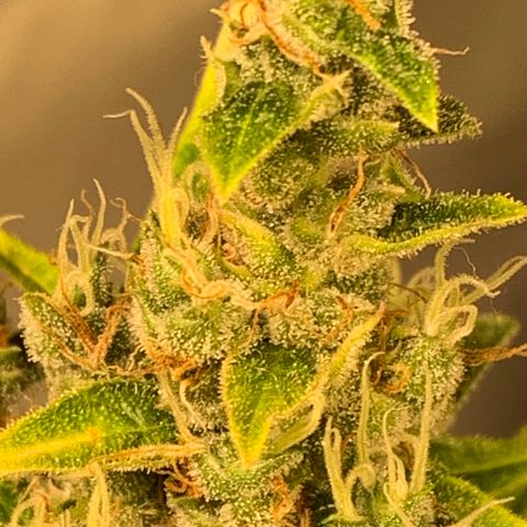 Girls #4 growlog photo: They are about a week or 2 to be harvest 